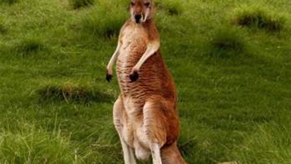 أسترالي يخوض عراكا مع الكنغر لإنقاذ كلبه (فيديو)