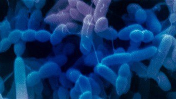 التعرض للمبيدات الحشرية المكافحة للآفات قد يغير بكتيريا الفم