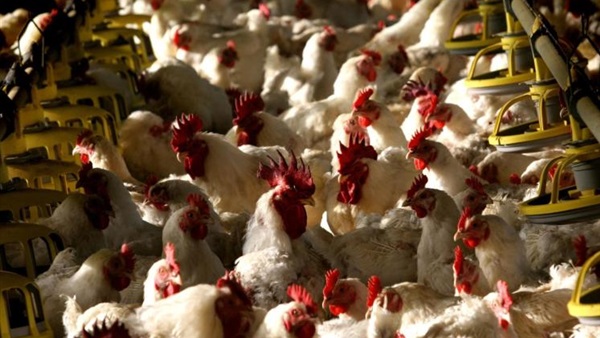 ضربة قوية لمنتجي الطيور في أوروبا قبل أعياد الميلاد
