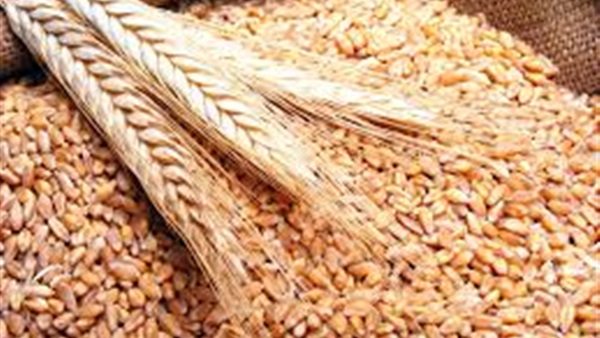 السعودية تتحصن داخليا في احتياطات القمح بـ6 مناقصات