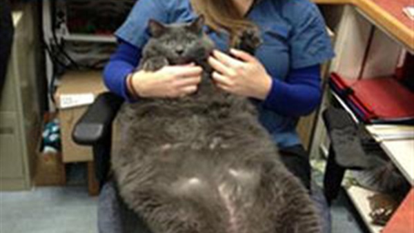 قط يزن 13.5 كيلو يخضع لحمية غذائية!