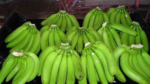 فوائد الموز الأخضر.. تعرف عليها 