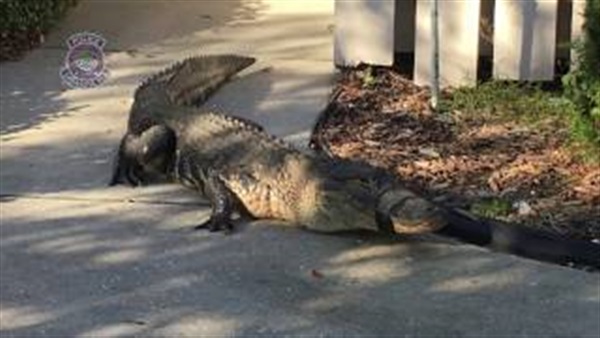 شرطي يسيطر على تمساح اقتحم منزلًا في فلوريدا (فيديو) شرطي يسيطر على تمساح اقتحم منزلًا في فلوريدا (فيديو)