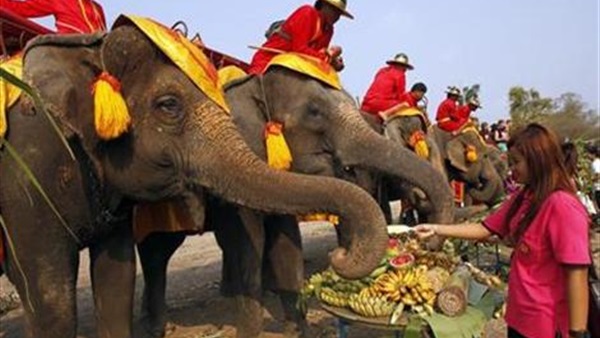 تايلاند تعد أكبر وليمة للفيلة في العالم