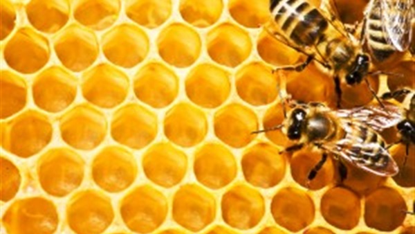 استخدام شمع النحل يرجع لأكثر من 9 ألاف سنة استخدام شمع النحل يرجع لأكثر من 9 ألاف سنة