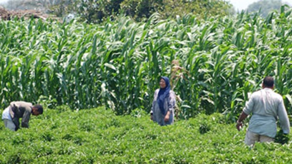 غياب «المرشد الزراعي» يهدد المحاصيل الزراعية (تقرير)