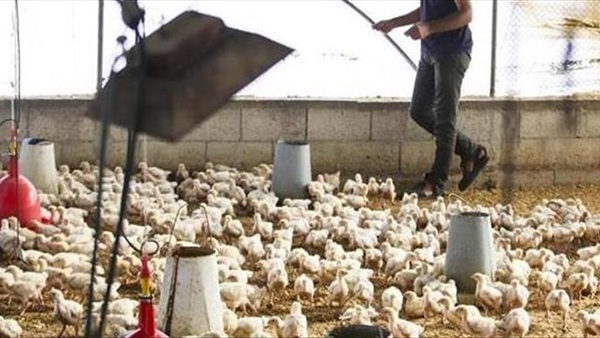 السعودية تحظر استيراد الطيور الحية من ألمانيا بسبب الأنفلونزا السعودية تحظر استيراد الطيور الحية من ألمانيا بسبب الأنفلونزا