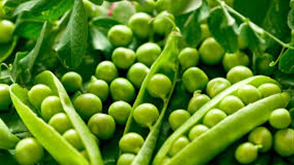 5 فوائد صحية لتناول «البازلاء الخضراء»