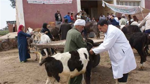 «بيطري القاهرة»: تحصين 4653 حيوان ضد الأمراض في ديسمبر