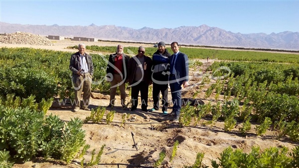 «زراعة جنوب سيناء»: مدينة الطور سلة الغذاء للمحافظة