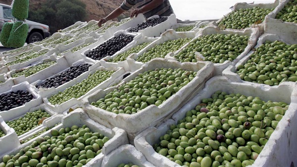 الزيتون في الأردن.. «مؤنة» للبيت وثروة للمزارع