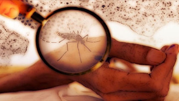 علماء أمريكيون يطورون بعوضًا يقاوم فيروس «حمى الضنك»