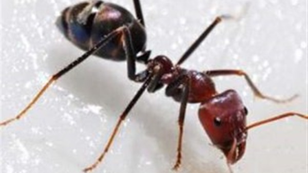 النملة تستغل الإسفنج والأوراق الصغيرة لامتصاص السوائل