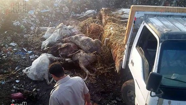 تفاصيل ضبط 309 حمار نافق في الغربية تفاصيل ضبط 309 حمار نافق في الغربية