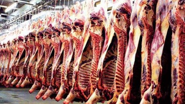 حملات مكثفة للتفتيش على اللحوم داخل المجازر بأسيوط حملات مكثفة للتفتيش على اللحوم داخل المجازر بأسيوط