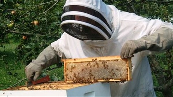 رومانيا الأولى بالاتحاد الأوروبي في إنتاج العسل