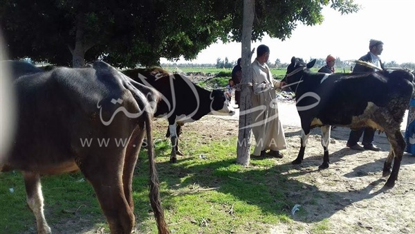 «الإيفاد» تنظم قافلة بيطرية لعلاج المواشي في مطوبس بكفر الشيخ