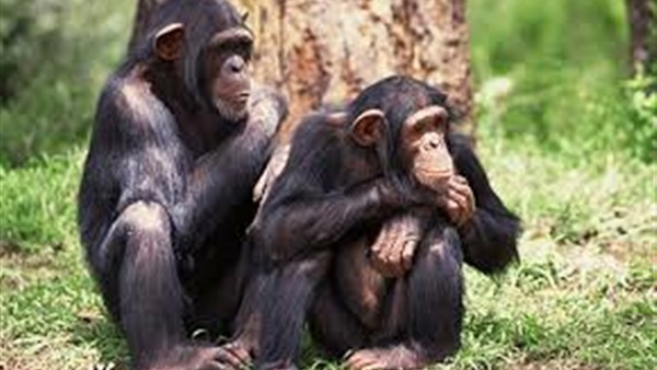كيف تستخرج الشمبانزي «الماء» من الأشجار؟