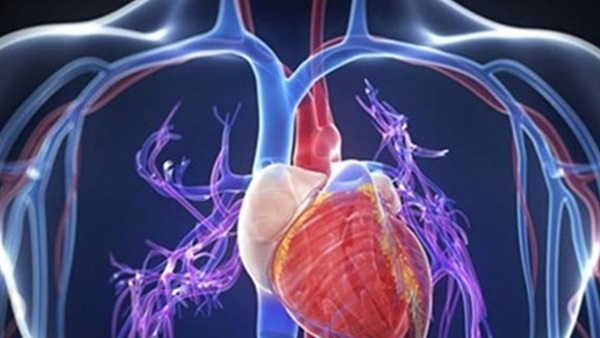 دراسة : الدهون تحمي القلب على المدى القصير