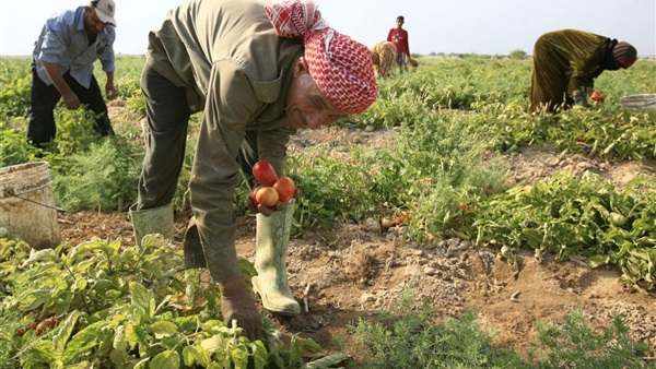 مستثمرون قطريون يدرسون تنفيذ مشروعات زراعية في الأردن
