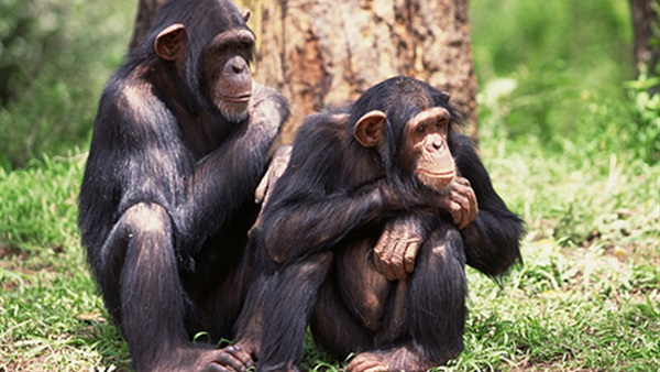 حيوانات شمبانزي تستخرج الماء من الأشجار بطريقة ذكية