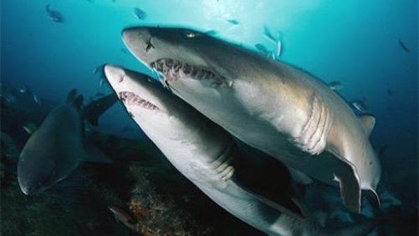 أنثى سمكة القرش المخطط تتوالد عذريا بدون ذكر