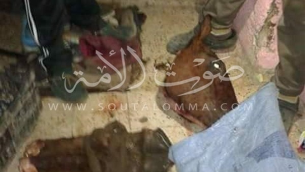 تفاصيل القبض على جزار الخيول بالجيزة (صور) تفاصيل القبض على جزار الخيول بالجيزة (صور)