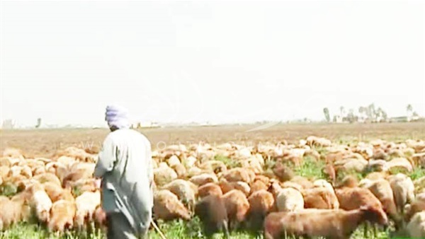 رعاة الماشية.. طفولة في أحضان «الأغنام» (صور)