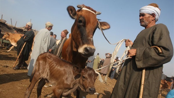 تعرف على سبب إغلاق المنوفية لأسواق الماشية