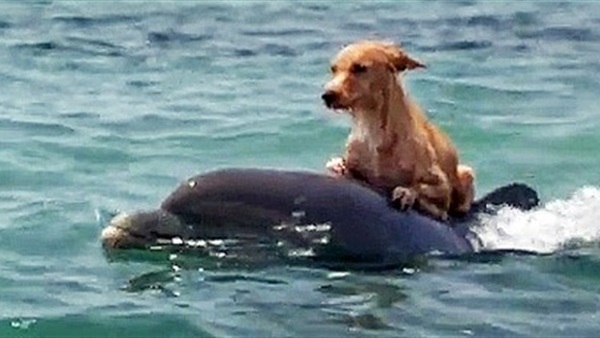 الدلافين.. فريق إنقاذ بحرى مزود بـ«سونار»