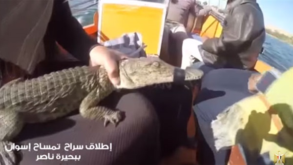 لحظة إطلاق سراح تمساح جزيرة النباتات في بحيرة ناصر (فيديو)