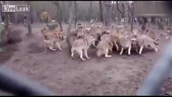 بالفيديو.. ذئاب تهاجم زعيم القطيع بعد اعتدائه على أنثى أحدهم بالفيديو.. ذئاب تهاجم زعيم القطيع بعد اعتدائه على أنثى أحدهم