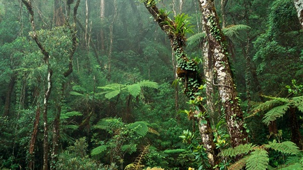تراجع مساحات غابات الأمازون يفقدها دورها في إيجاد التوازن المناخي 