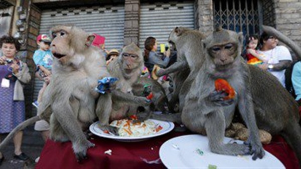 بالصورة..القرود تتعدى على طعام الحضور بمهرجان تايلاند 