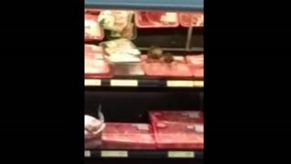 بالفيديو.. طيور تأكل من أطباق اللحوم في متجر تجاري
