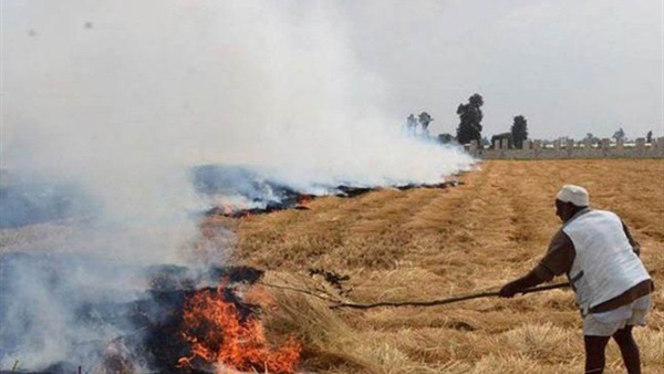 «زراعة الأقصر» تنظم ندوات إرشادية لتوعية المزارعين بمخاطر حرق قش القصب