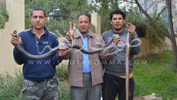 كلاكيت ثانى مرة.. بالفيديو والصور.. العثور على ثعابين داخل وحدة صحية بكفر الشيخ