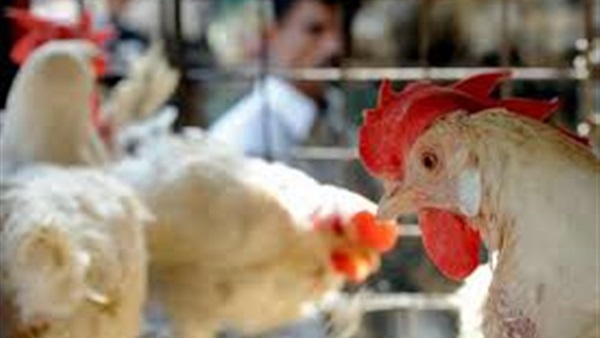«الصحة» تعلن اتخاذ كافة الإجراءات الاحترازية لمواجهة إنفلونزا الطيور «الصحة» تعلن اتخاذ كافة الإجراءات الاحترازية لمواجهة إنفلونزا الطيور