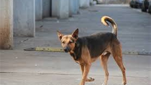  إزالة 146 حالة تعدى على الشوارع واعدام 54 كلب ضال 