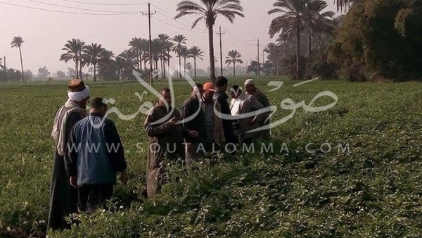 بالصور..«زراعة الشرقية» تتفقد أراضي المزارعين لحل مشاكلهم بالصور..«زراعة الشرقية» تتفقد أراضي المزارعين لحل مشاكلهم
