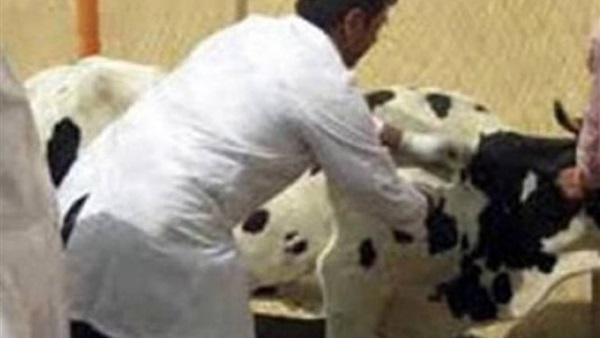 فتح باب التظلمات لمسابقة تعيين أطباء بيطريين بالمنيا فتح باب التظلمات لمسابقة تعيين أطباء بيطريين بالمنيا