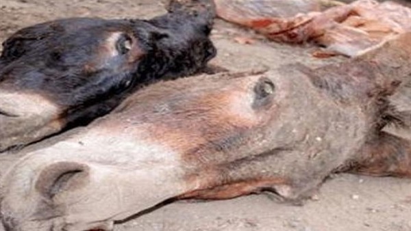 العثور علي 7 حمير مذبوحة بترعة في البحيرة العثور علي 7 حمير مذبوحة بترعة في البحيرة