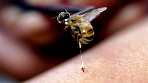 جديد.. دراسات تؤكد "سم النحلة" لبشرة أكثر إشراقًا