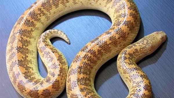 علماء في إيطاليا يعيدون اكتشاف «الثعبان الدساس»
