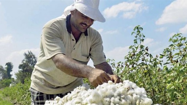 106 ملايين جنيه لدعم مزارعي القطن بالشرقية 106 ملايين جنيه لدعم مزارعي القطن بالشرقية