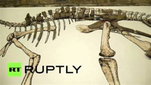 بالفيديو..اكتشاف نوع جديد من الديناصورات العشبية بالفيديو..اكتشاف نوع جديد من الديناصورات العشبية