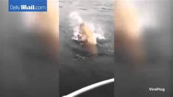 بالفيديو.. سمكة ضخمة تنقذ سمكة صغيرة من سنارة صياد