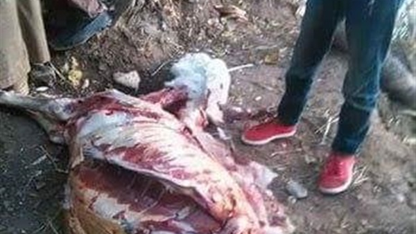 بالصور.. أهالي كفر الشيخ يعثرون علي حمارين مذبوحين بالصور.. أهالي كفر الشيخ يعثرون علي حمارين مذبوحين