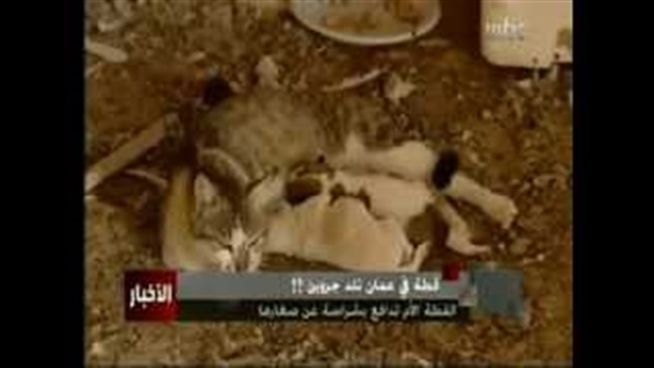 بالفيديو.. قطة تلد كلبين في واقعة نادرة بالفيديو.. قطة تلد كلبين في واقعة نادرة