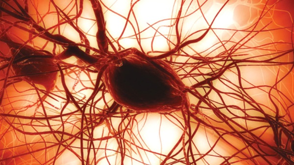 باحثون أمريكيون يبتكرون ميكرو قلب صناعي من الخلايا الجذعية للأجنة